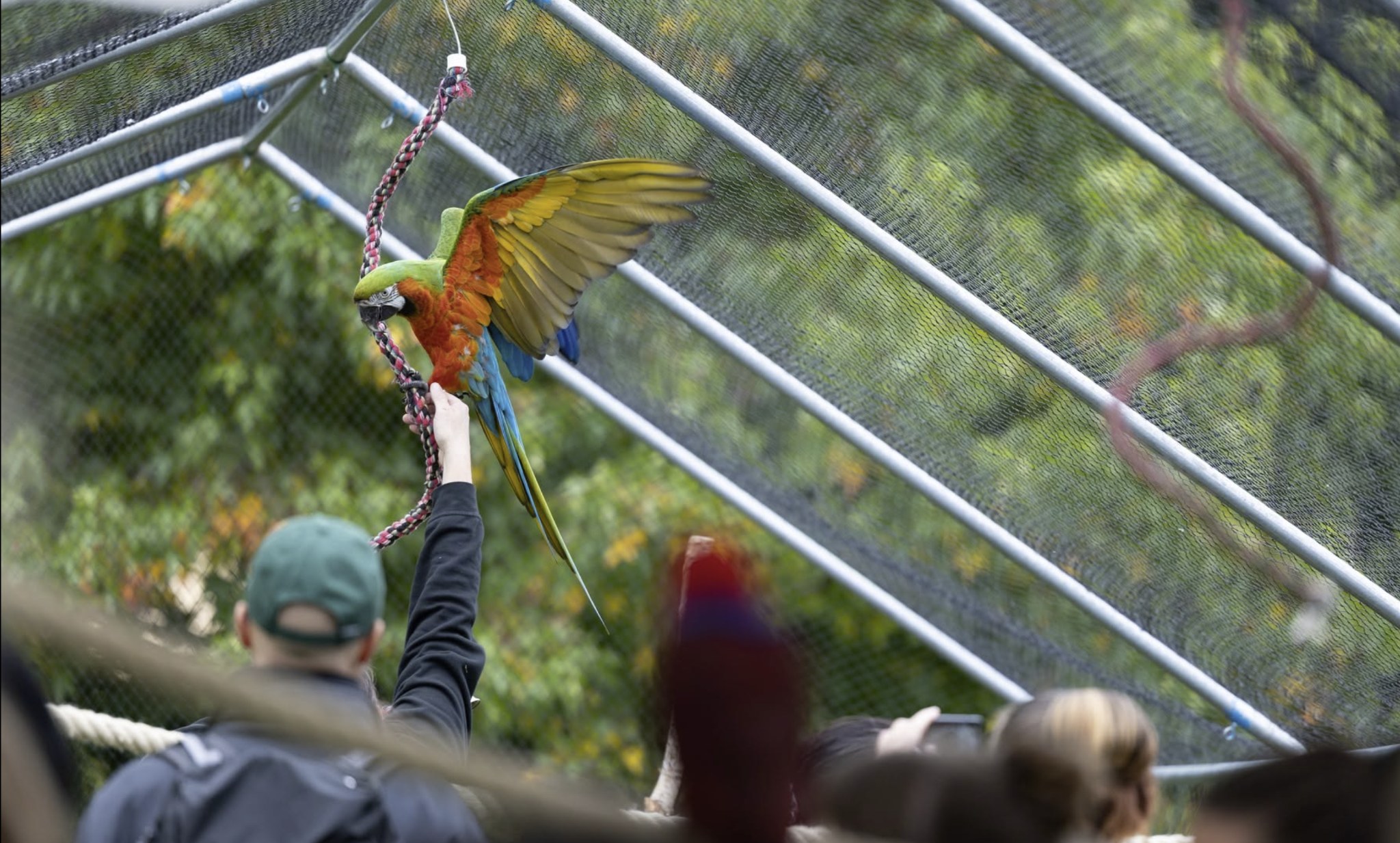 Papegoja som flyger i en stor utomhusvoljär