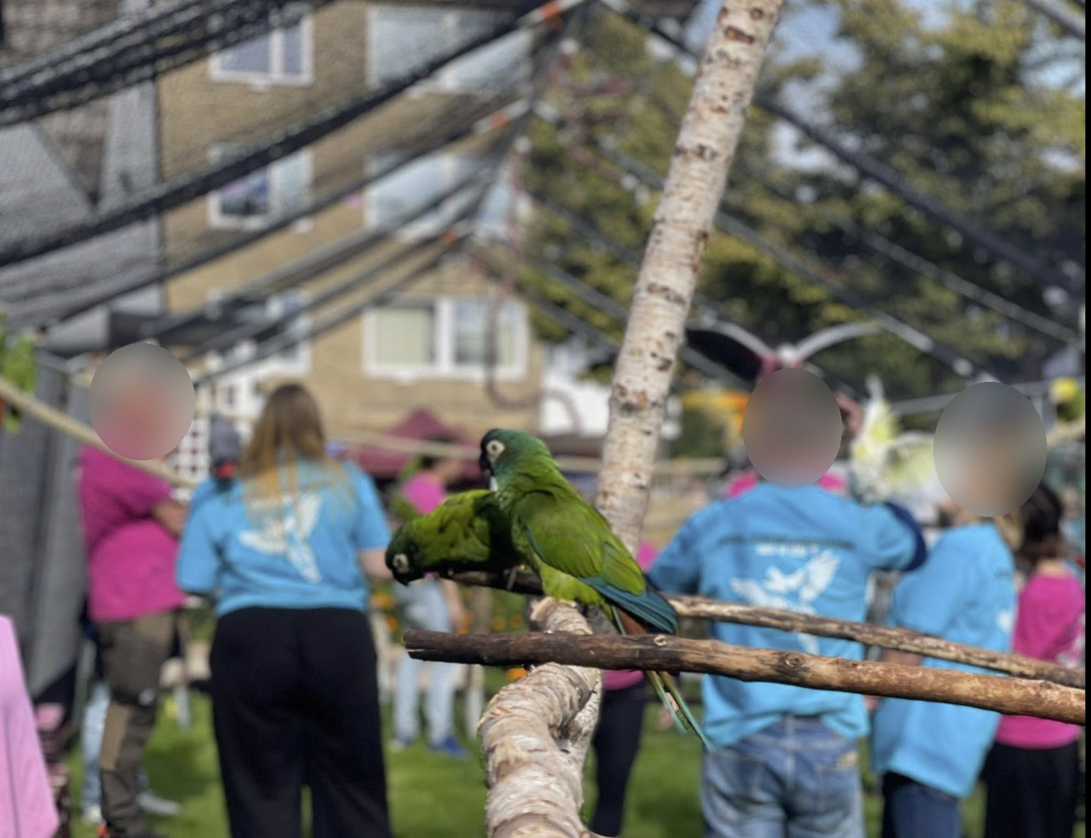Papegoja i utomhusmiljö med människor och andra fåglar